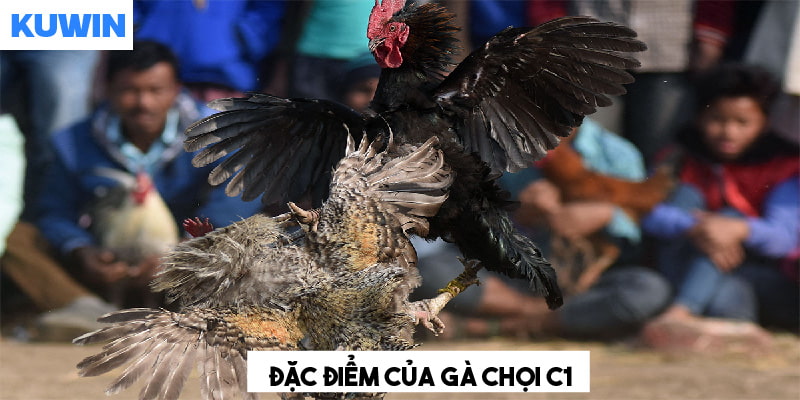 Đặc điểm nổi bật hiếm có của gà chọi C1 