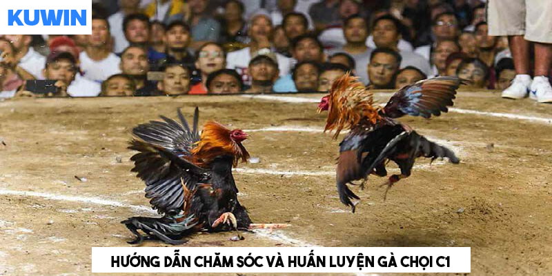 Hướng dẫn nuôi dưỡng và huấn luyện gà C1 